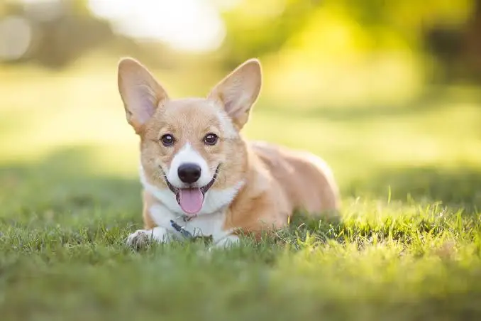 Rações para Pets